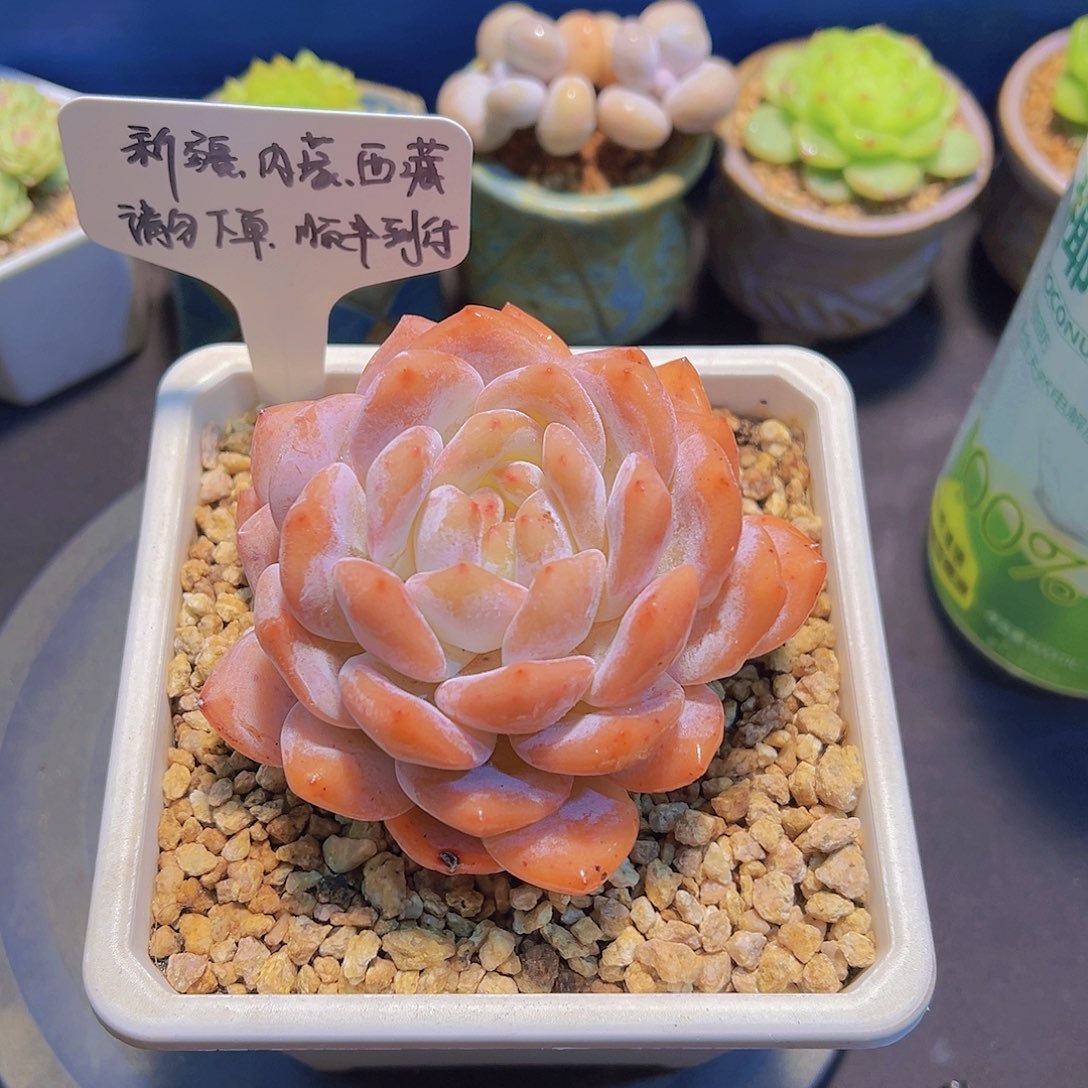 韩橙，多肉植物，，