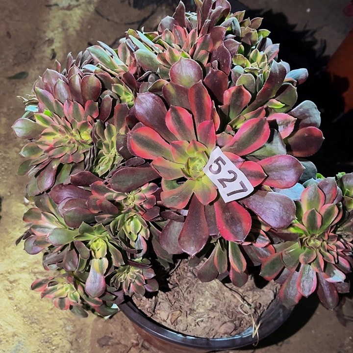 527香妃多肉植物处理不售后缀化