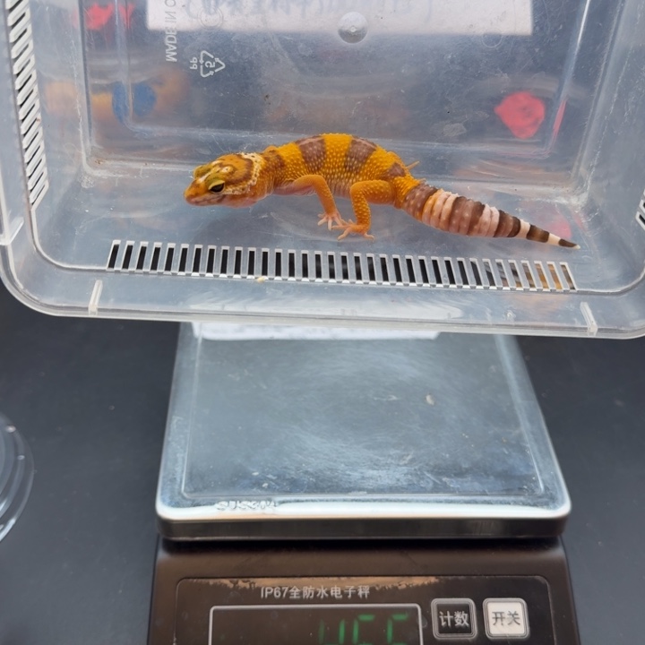 豹纹守宫橘白弟弟