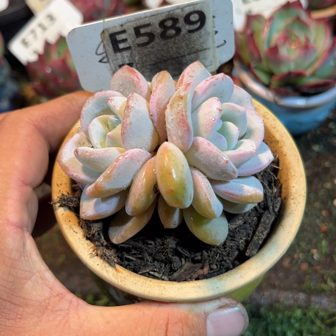 奶茶多肉植物589号多肉