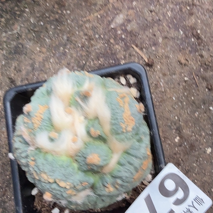 无花朵678白肌梦幻怒东三