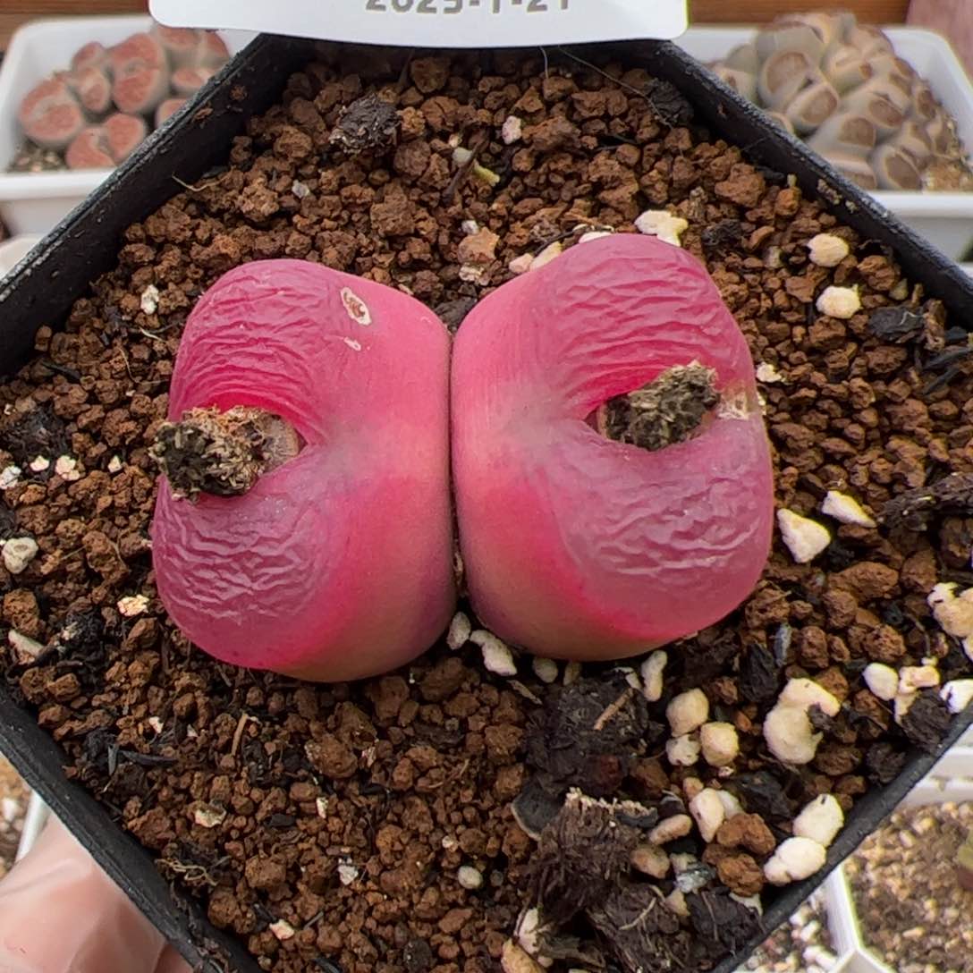 066号 江南好看毛多肉植物