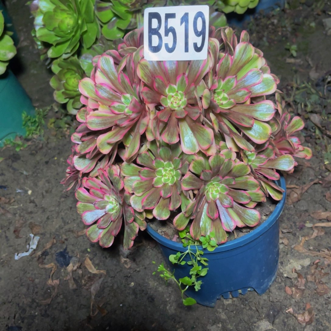 梦境法师28////////41包邮