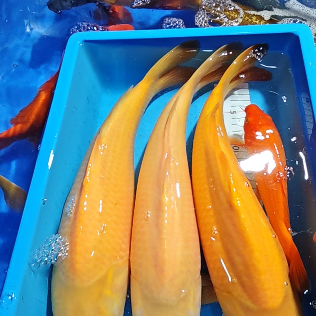 锦鲤不包邮，运费占收多退少补