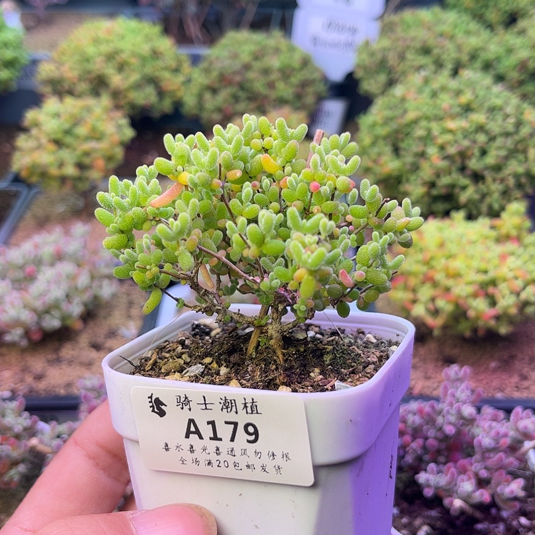 179蜜橘糖球枝干番杏