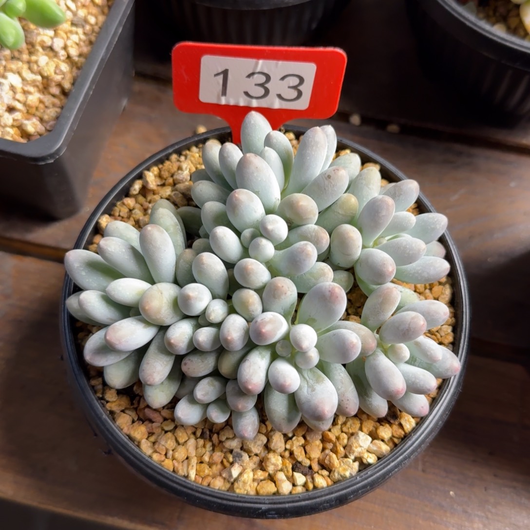 8头特价汤圆1111111111111