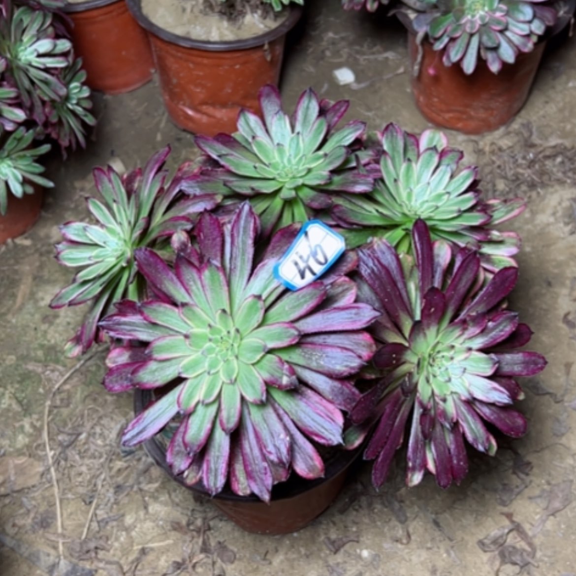 【闪购商品】多肉植物黑妖姬46