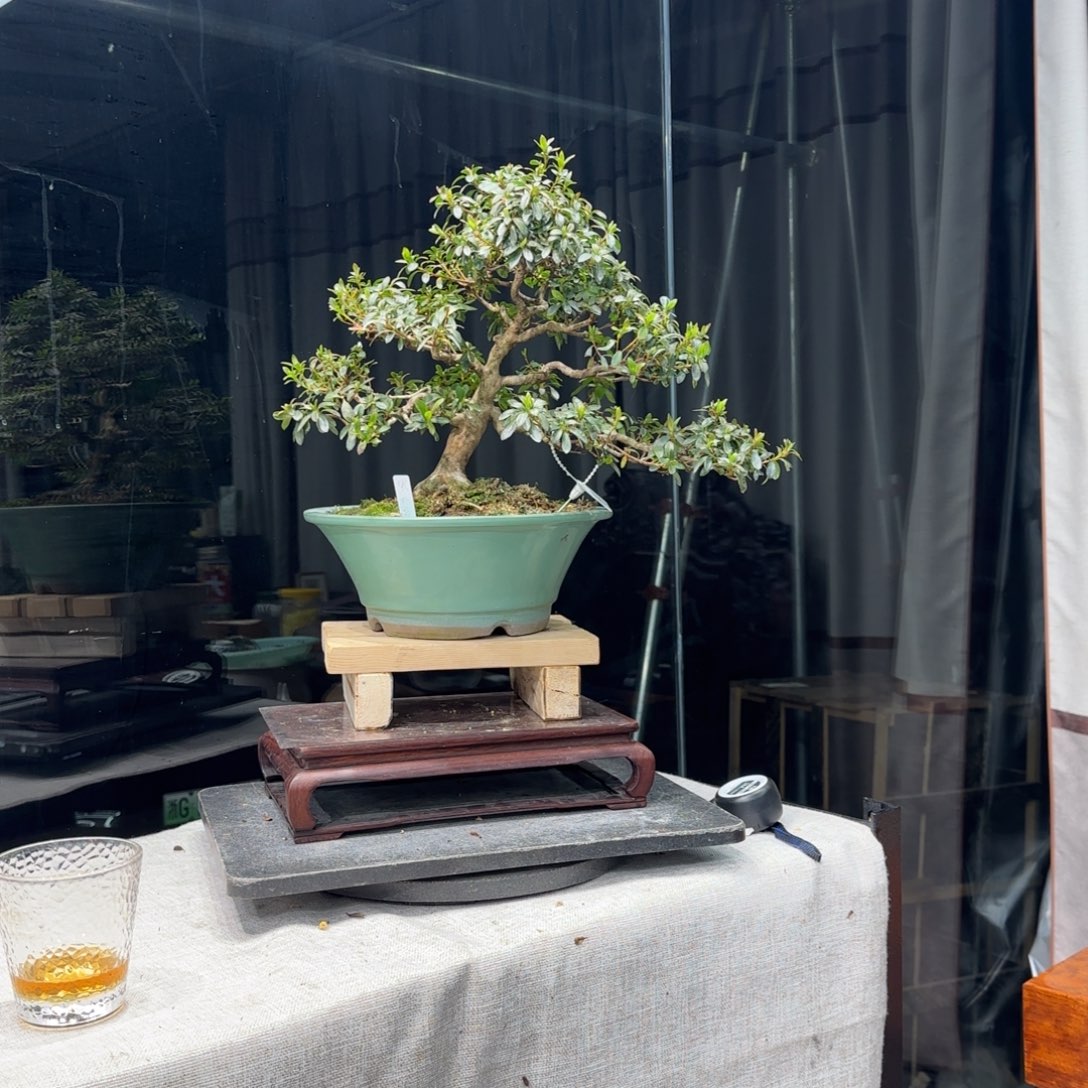 ?*花卉苗木花卉苗木