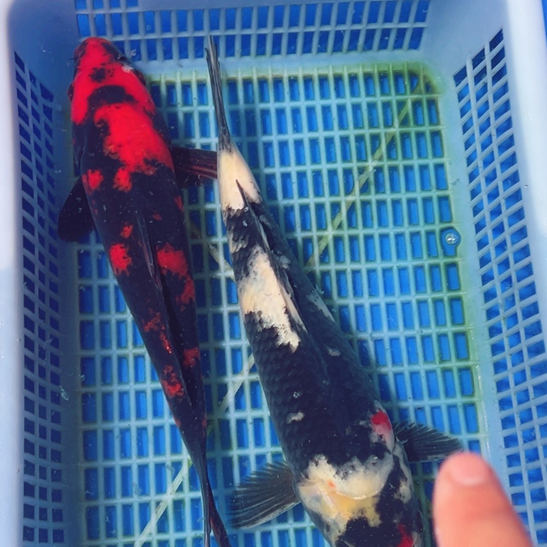 锦鲤锦鲤观赏鱼1111