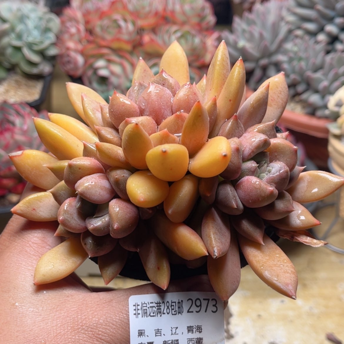 【闪购商品】2973红象牙