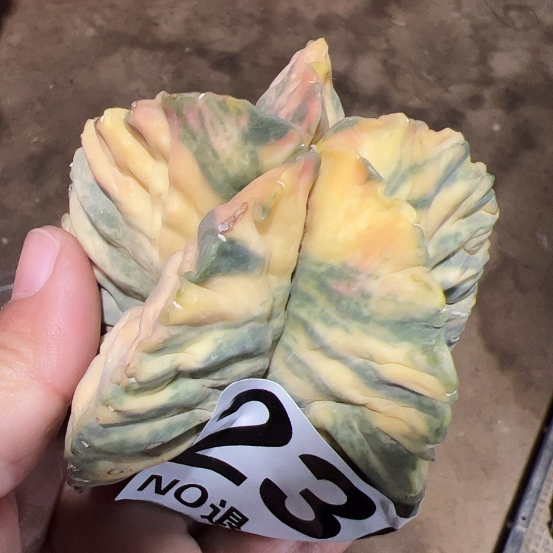 自根龟甲鸾锦236