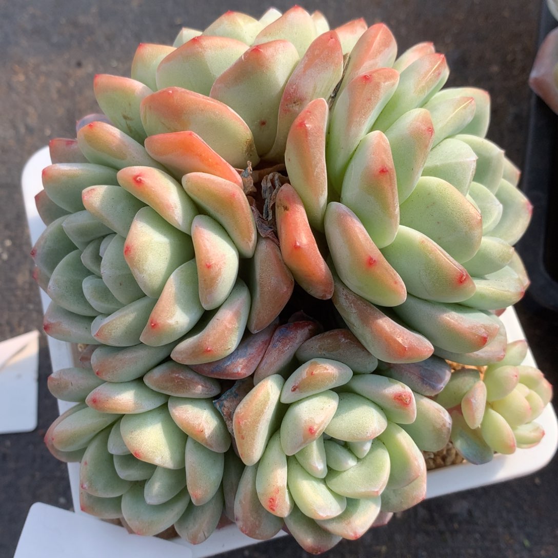 老桩冰玉 0205-70