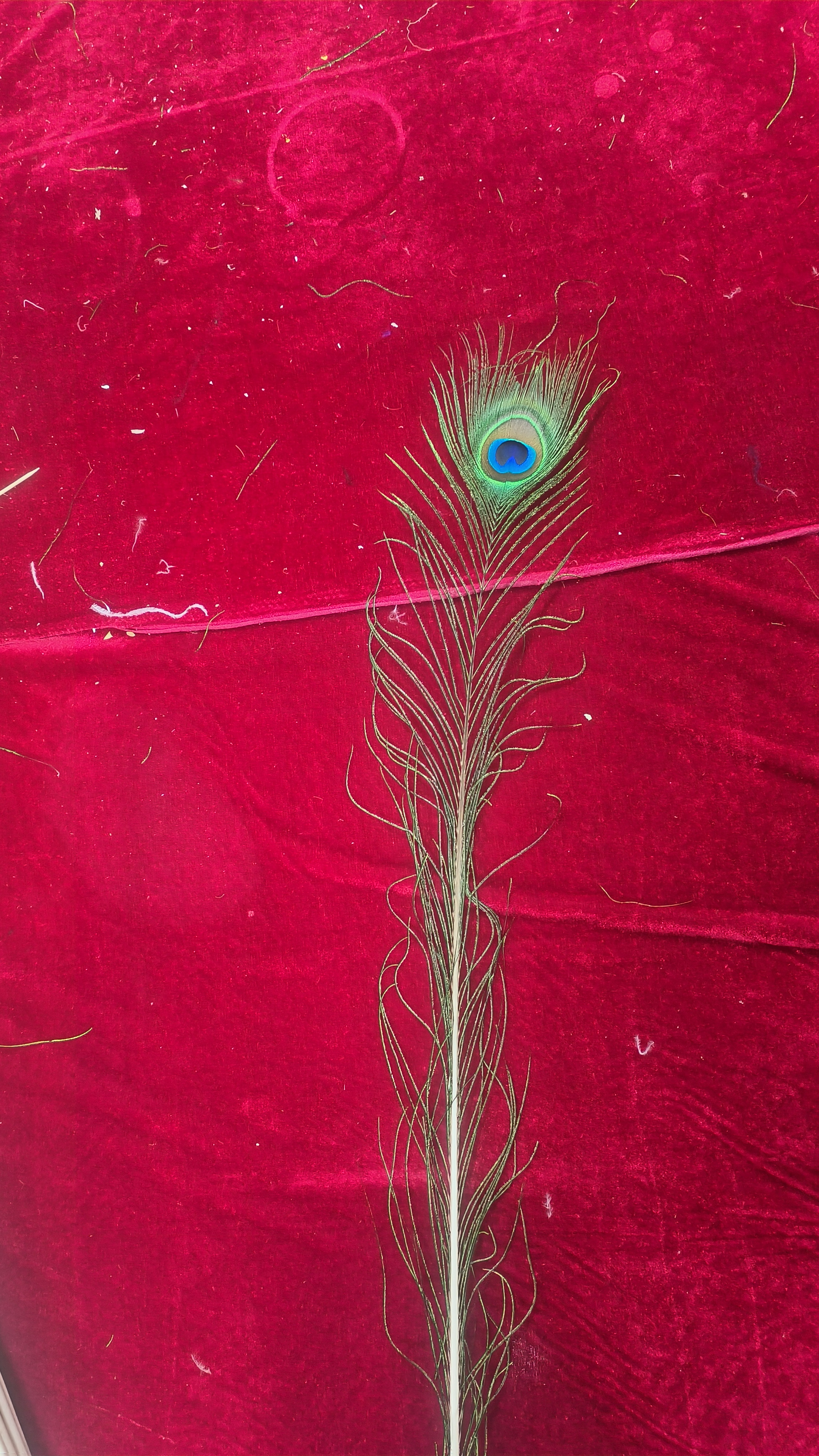 长度110-120厘米大眼4-6厘米孔雀羽毛20支