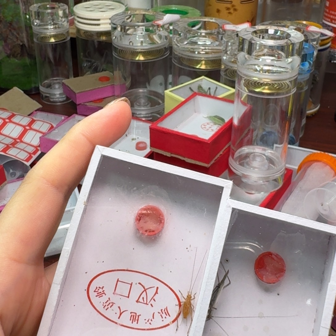 老***宗一条大黄一条紫竹蛉。  