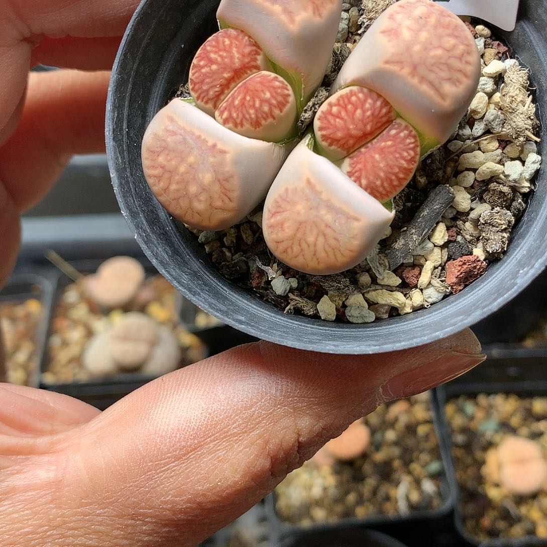 W843多肉植物保护