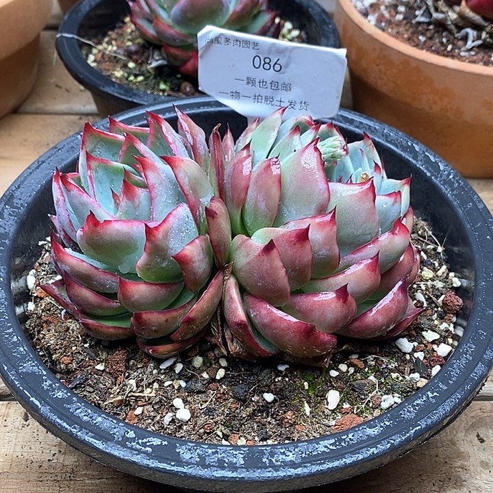 惊鸿仙子双头086