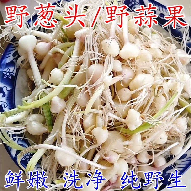 东北小根蒜大脑瓜野葱1斤2斤3斤顺丰包邮