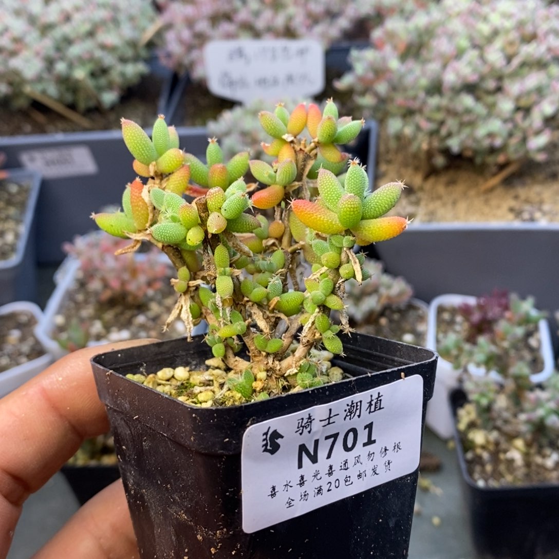 恰*儿701玉米枝干番杏