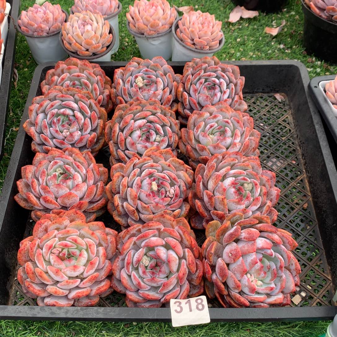 318橙子多肉植物组合