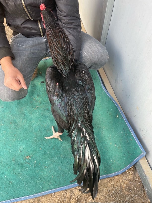 散养土鸡，母鸡肉 斗鸡肉