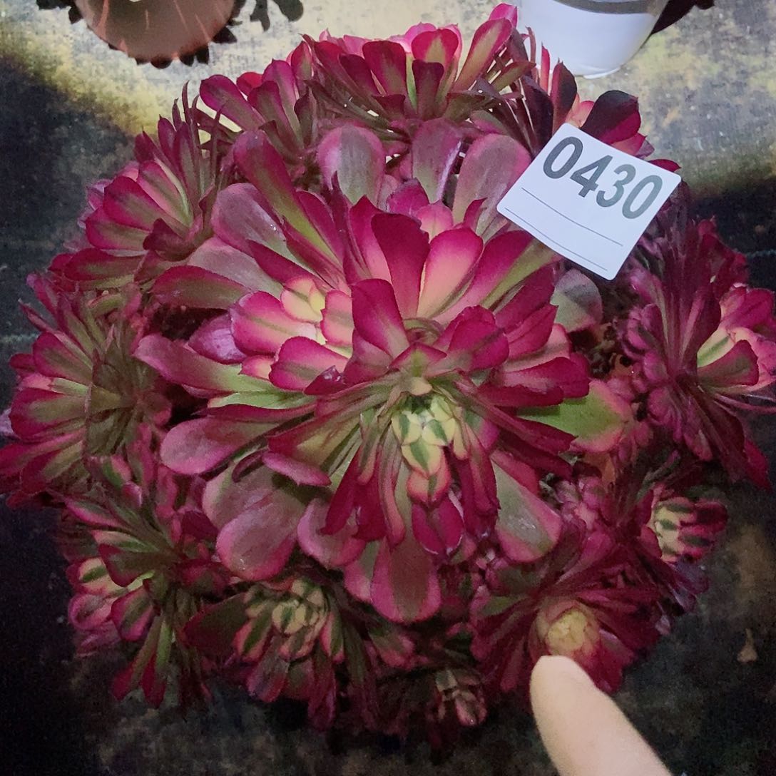 红陶0430红铜白3多肉