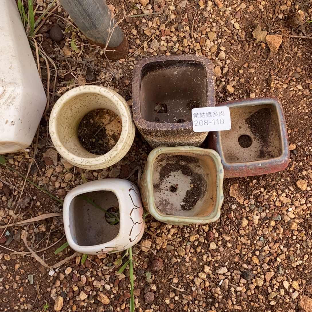 110号五个小可爱多肉盆