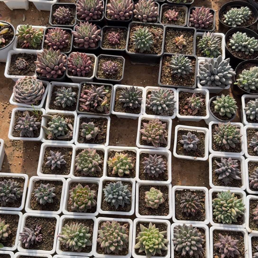 无花朵筐拍六颗美人系盲盒