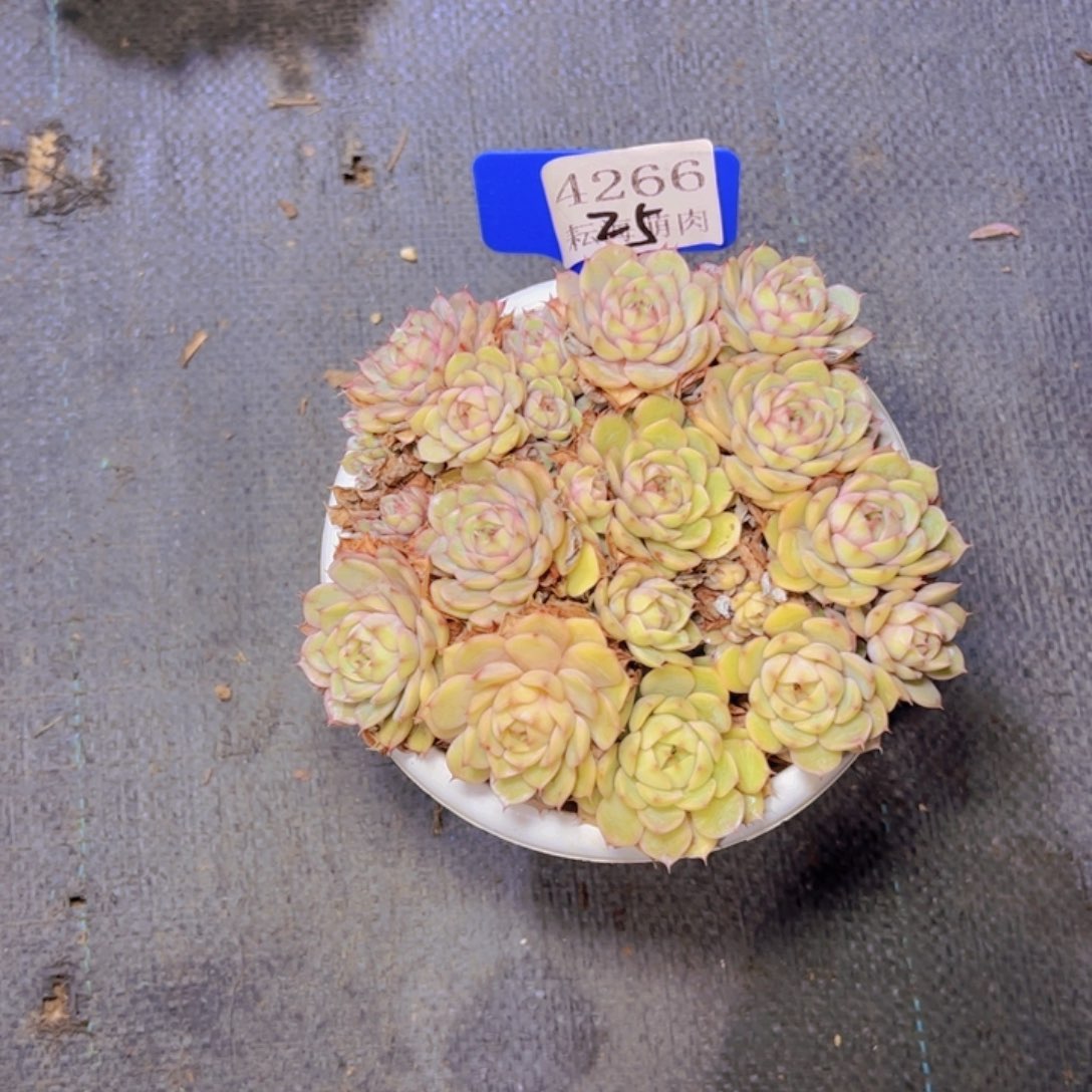 失***去本吧4266多肉植物