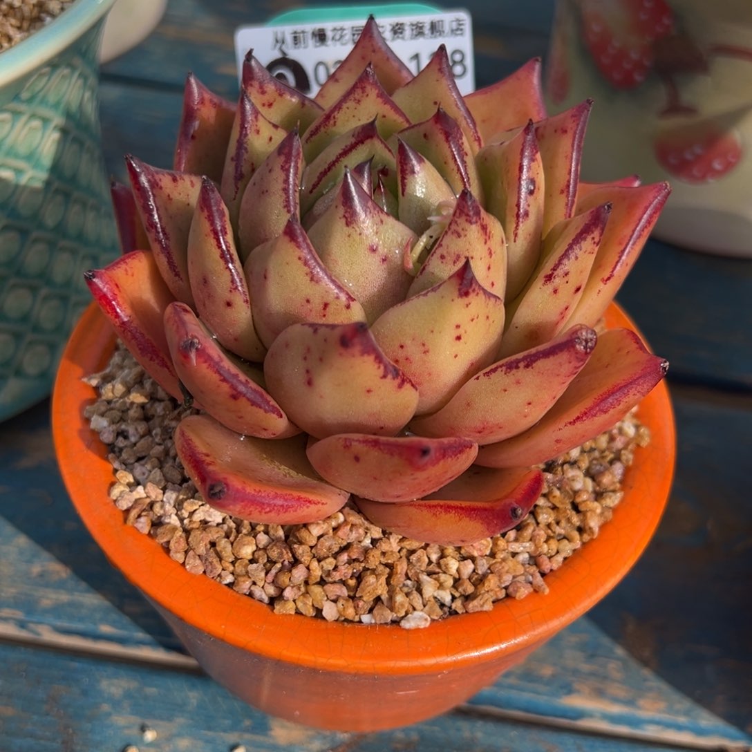 c**i从前慢多肉精选编号0211.128