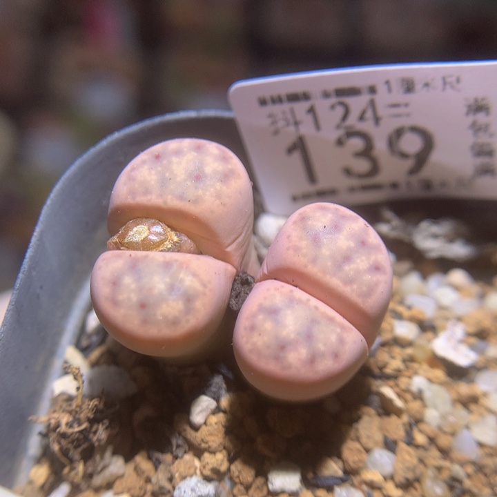 精品生石花124.139