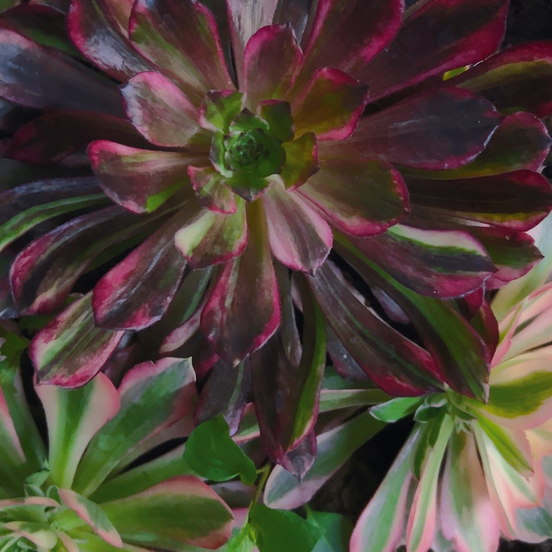 铜花顺2145克的大红1355