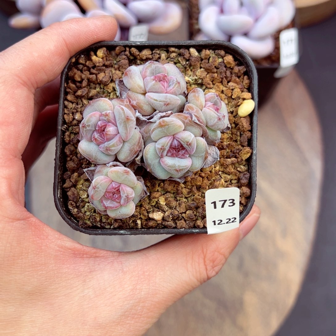 好好看173、哈哈哈哈哈