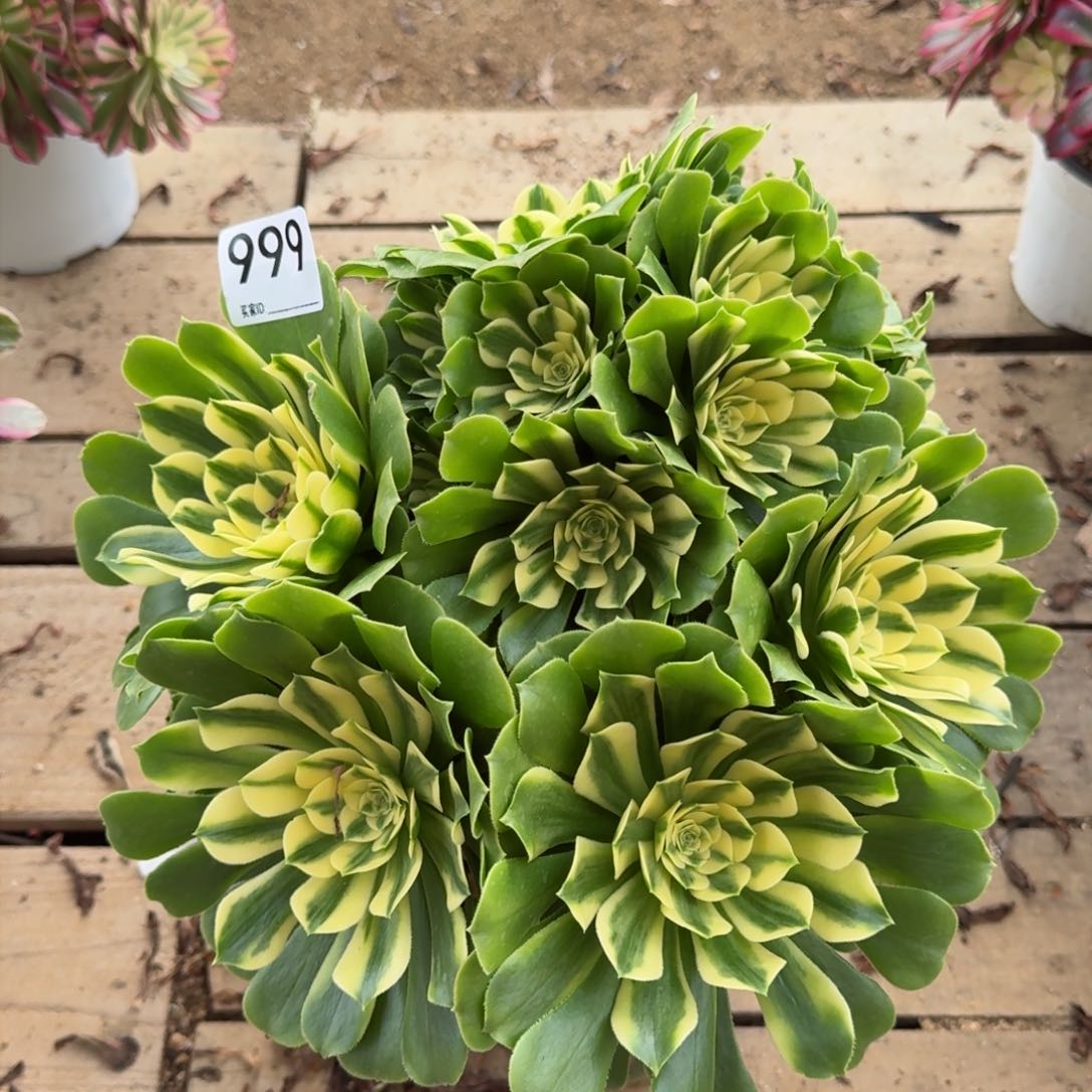 【闪购商品】999多肉