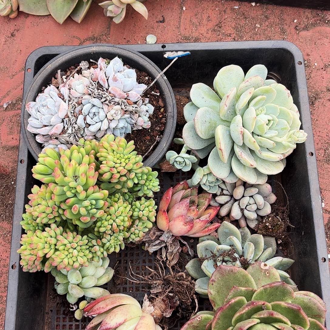 多肉植物框拍200号