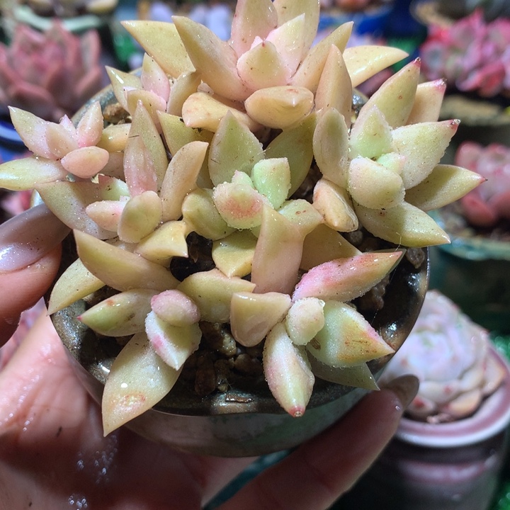 带盆   表丽娜朵朵缀        