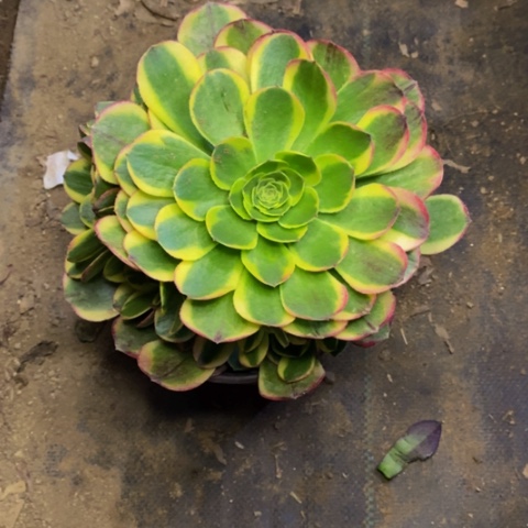 万奶白多肉植物量拍