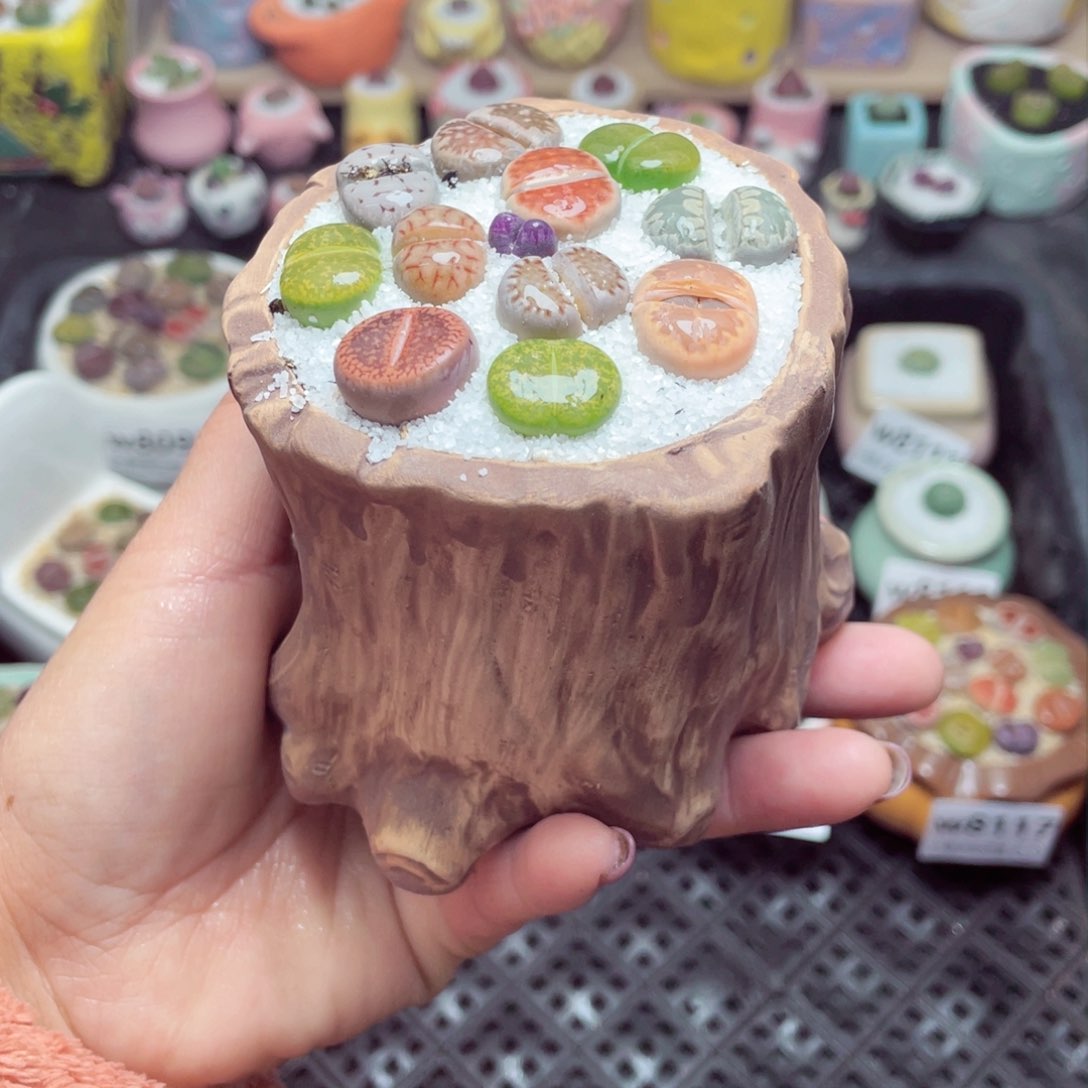 w8122 带盆土发货-零下地区拍保温箱