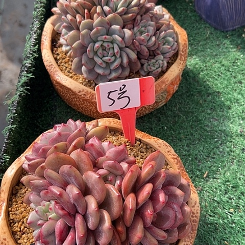 寻***梅5爱丽儿2多肉脱土