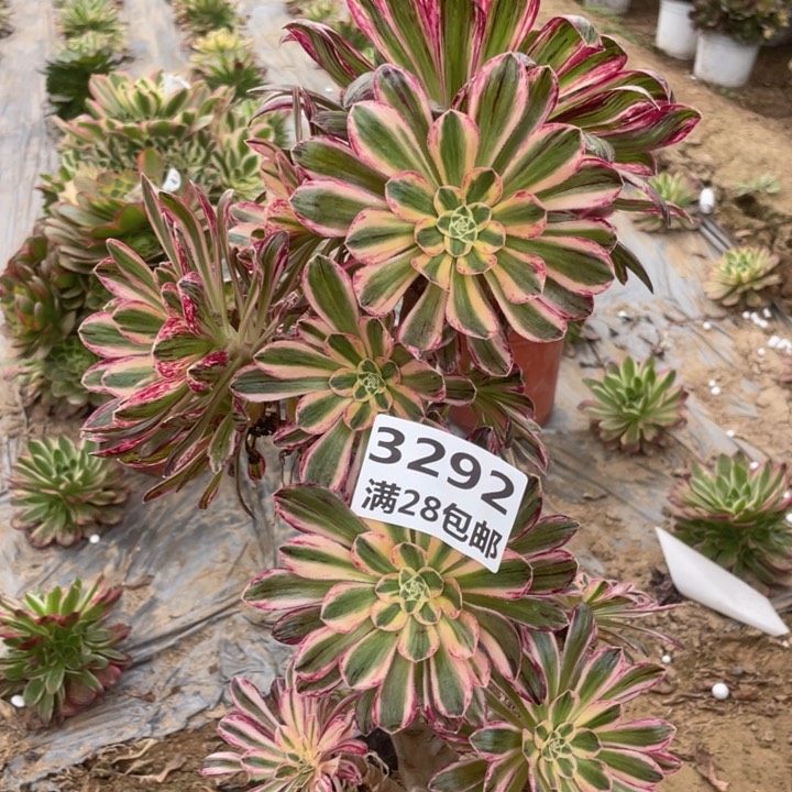 3292二号棚V仅仅多肉A