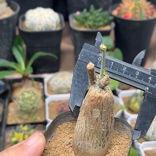 无花朵枫叶苦瓜块根