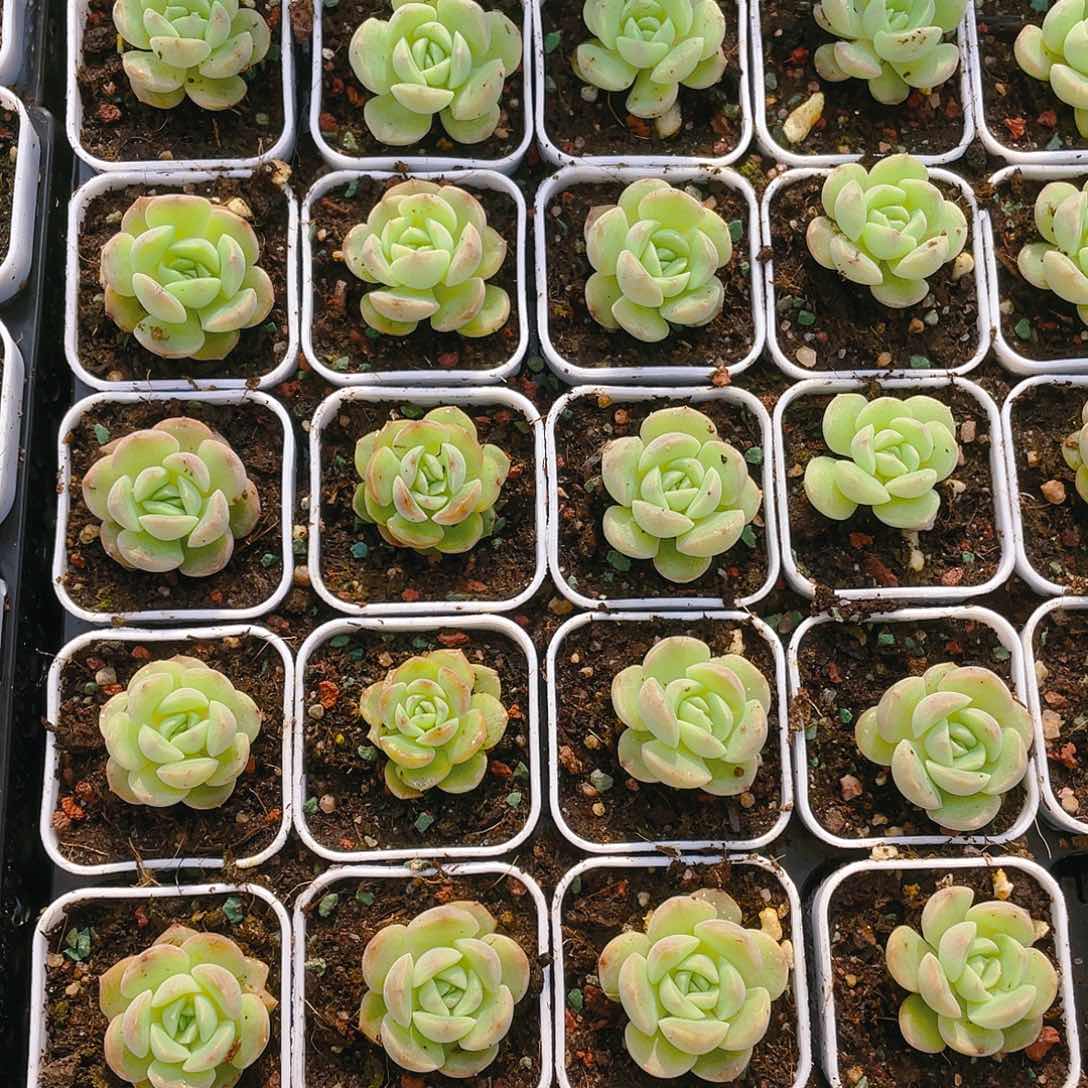 琴心 中盆一个满25包邮