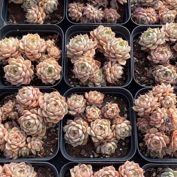 101笨巴蒂斯 群生不包整 福利多多