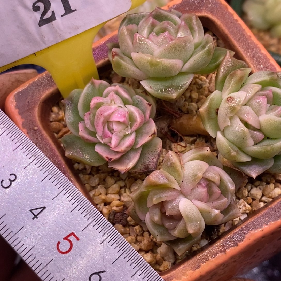 ****戒321泡影变异白拉丝锦……