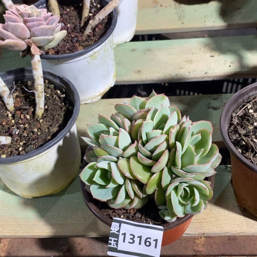 【闪购商品】多肉牡丹亭13161