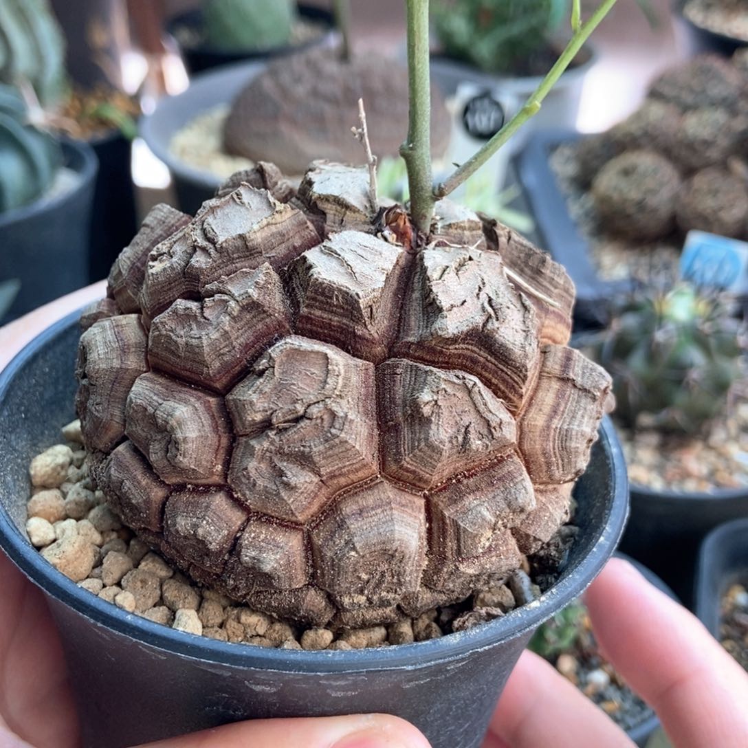 龟甲龙7.3cm一棵仙人球