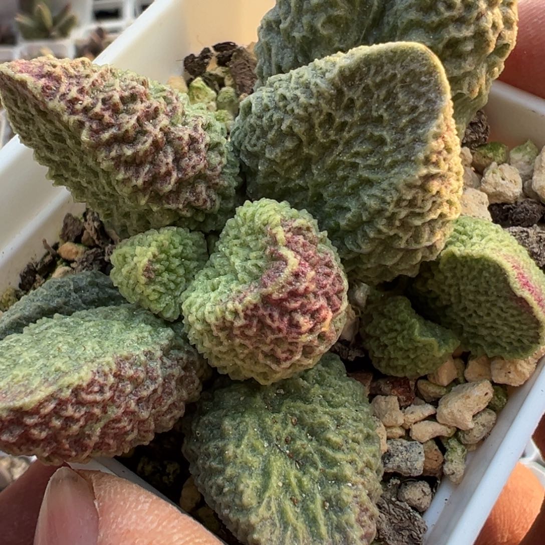 018-177脑纹实生新品多肉植物