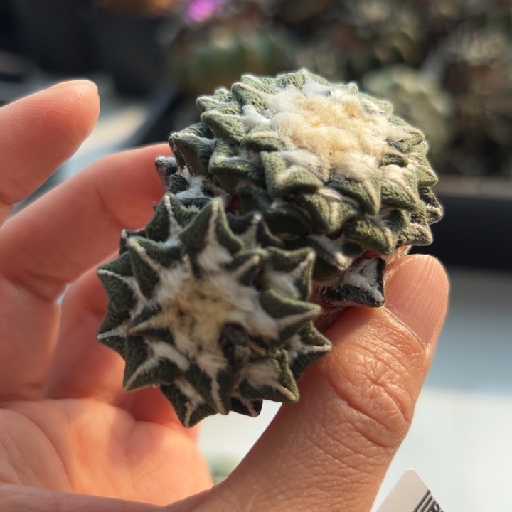 165 黑牡丹 落地无根 晾干发货