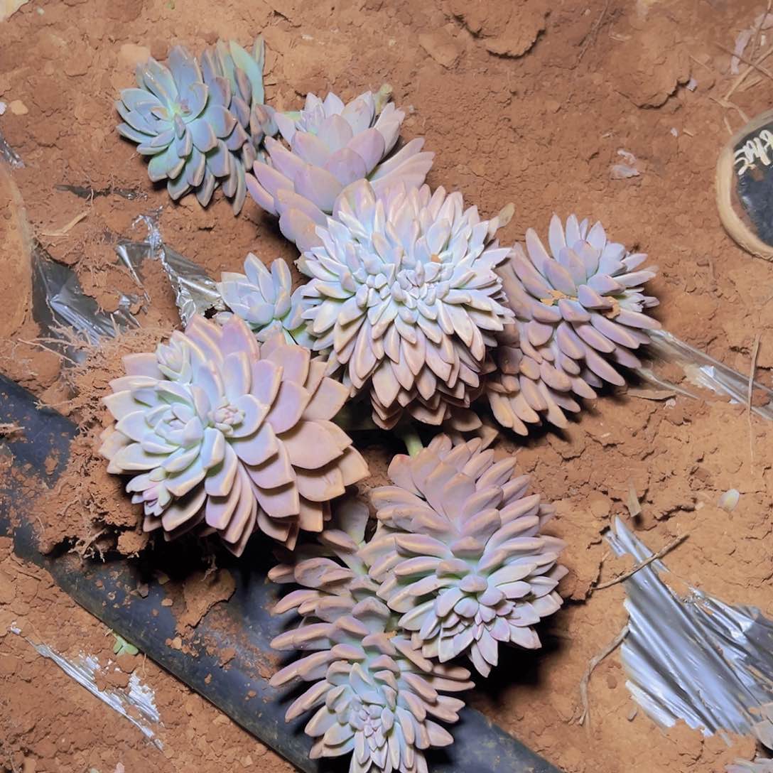 淡雪带缀发货30尺寸