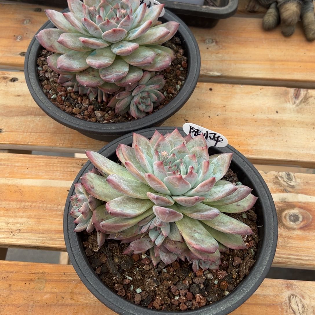 薄***糖陆小华拍原卡两颗寄养