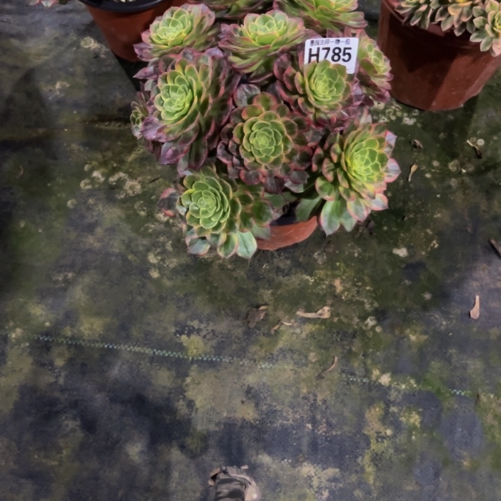 万黄785.0000000000